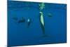 Rear View of Five Shortfin Pilot Whales (Globicephala Macrorhynchus) Just Below Surface, Spain-Relanzón-Mounted Photographic Print