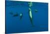 Rear View of Five Shortfin Pilot Whales (Globicephala Macrorhynchus) Just Below Surface, Spain-Relanzón-Stretched Canvas