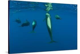 Rear View of Five Shortfin Pilot Whales (Globicephala Macrorhynchus) Just Below Surface, Spain-Relanzón-Stretched Canvas