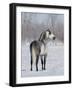 Rear View of Grey Andalusian Stallion Standing in Snow, Longmont, Colorado, USA-Carol Walker-Framed Photographic Print