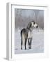 Rear View of Grey Andalusian Stallion Standing in Snow, Longmont, Colorado, USA-Carol Walker-Framed Photographic Print