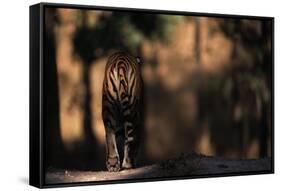 Rear View of Male Bengal Tiger Walking {Panthera Tigris Tigris} Kanha Np, India-Nick Garbutt-Framed Stretched Canvas