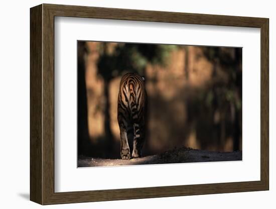 Rear View of Male Bengal Tiger Walking {Panthera Tigris Tigris} Kanha Np, India-Nick Garbutt-Framed Photographic Print