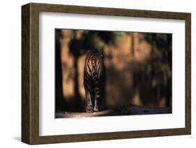 Rear View of Male Bengal Tiger Walking {Panthera Tigris Tigris} Kanha Np, India-Nick Garbutt-Framed Photographic Print