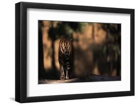 Rear View of Male Bengal Tiger Walking {Panthera Tigris Tigris} Kanha Np, India-Nick Garbutt-Framed Photographic Print