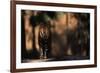 Rear View of Male Bengal Tiger Walking {Panthera Tigris Tigris} Kanha Np, India-Nick Garbutt-Framed Photographic Print