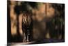 Rear View of Male Bengal Tiger Walking {Panthera Tigris Tigris} Kanha Np, India-Nick Garbutt-Mounted Photographic Print