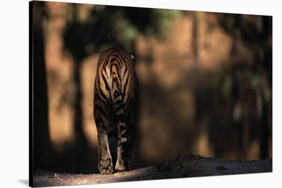 Rear View of Male Bengal Tiger Walking {Panthera Tigris Tigris} Kanha Np, India-Nick Garbutt-Stretched Canvas