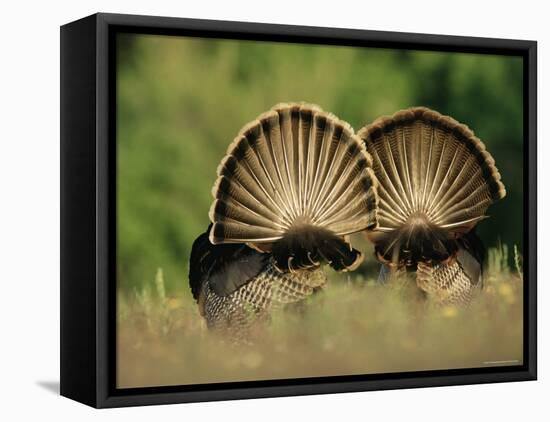 Rear View of Male Wild Turkey Tail Feathers During Display, Texas, USA-Rolf Nussbaumer-Framed Stretched Canvas