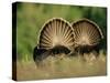 Rear View of Male Wild Turkey Tail Feathers During Display, Texas, USA-Rolf Nussbaumer-Stretched Canvas