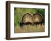 Rear View of Male Wild Turkey Tail Feathers During Display, Texas, USA-Rolf Nussbaumer-Framed Premium Photographic Print