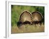 Rear View of Male Wild Turkey Tail Feathers During Display, Texas, USA-Rolf Nussbaumer-Framed Photographic Print