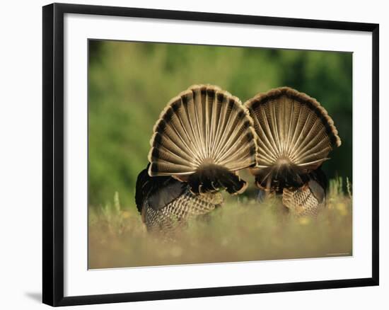 Rear View of Male Wild Turkey Tail Feathers During Display, Texas, USA-Rolf Nussbaumer-Framed Photographic Print