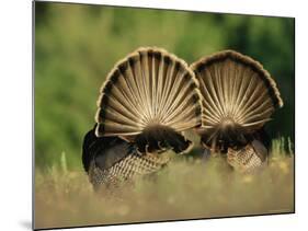 Rear View of Male Wild Turkey Tail Feathers During Display, Texas, USA-Rolf Nussbaumer-Mounted Photographic Print