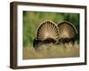 Rear View of Male Wild Turkey Tail Feathers During Display, Texas, USA-Rolf Nussbaumer-Framed Photographic Print