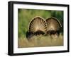 Rear View of Male Wild Turkey Tail Feathers During Display, Texas, USA-Rolf Nussbaumer-Framed Photographic Print