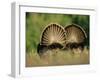 Rear View of Male Wild Turkey Tail Feathers During Display, Texas, USA-Rolf Nussbaumer-Framed Photographic Print