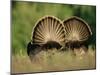 Rear View of Male Wild Turkey Tail Feathers During Display, Texas, USA-Rolf Nussbaumer-Mounted Photographic Print