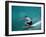 Rear View of Man Surfing-null-Framed Photographic Print