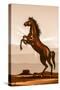 Rearing Horse Illustration-duallogic-Stretched Canvas
