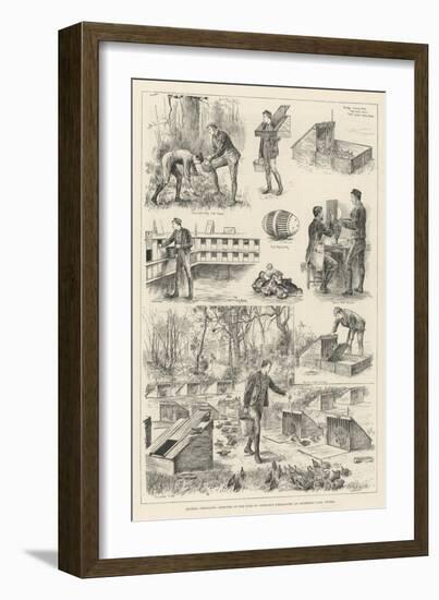 Rearing Pheasants, Sketches at the Duke of Norfolk's Pheasantry at Angmering Park, Sussex-null-Framed Giclee Print