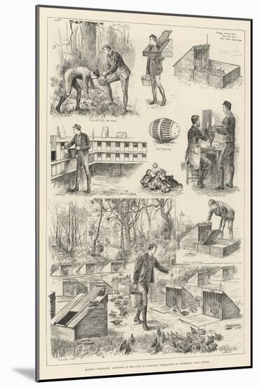 Rearing Pheasants, Sketches at the Duke of Norfolk's Pheasantry at Angmering Park, Sussex-null-Mounted Giclee Print