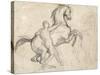 Rearing Stallion Held by a Nude Man-Théodore Géricault-Stretched Canvas