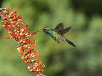 Broad-Billed Hummingbird, Cochise Co, Arizona, Usa-Rebecca Jackrel-Photographic Print