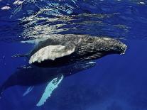 Florida Manatee, Crystal River, Florida, Usa-Rebecca Jackrel-Framed Photographic Print