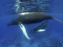 Humpback Whale Mother and Calf, Silver Bank, Domincan Republic-Rebecca Jackrel-Photographic Print