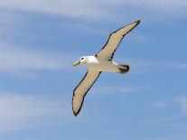 Shy Albatross in Flight, Bass Strait, Tasmania, Australia-Rebecca Jackrel-Photographic Print