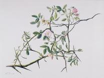 Blackberry Branch, 2003-Rebecca John-Giclee Print