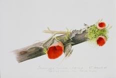 Fruiting Hawthorn, 1996-Rebecca John-Giclee Print