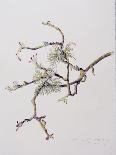 Blackberry Branch, 2003-Rebecca John-Giclee Print