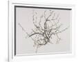 Gramercy White