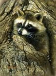 Curious Encounter - Raccoon-Rebecca Latham-Art Print