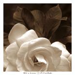 Gardenia Garden-Rebecca Swanson-Photographic Print