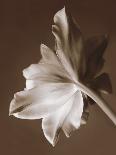 Lily and Leaves-Rebecca Swanson-Photographic Print