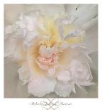 Peony Praise-Rebecca Swanson-Framed Photographic Print