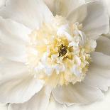 Paeonia-Rebecca Swanson-Art Print