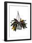 Black Frame
