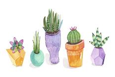 Succulent Display II-Rebekah Ewer-Framed Art Print