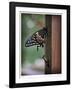 ReBirth-Michelle Wermuth-Framed Giclee Print