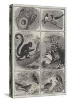 Recent Additions to the Zoological Society's Collection, Regent's Park-null-Stretched Canvas