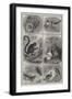 Recent Additions to the Zoological Society's Collection, Regent's Park-null-Framed Giclee Print