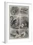 Recent Additions to the Zoological Society's Collection, Regent's Park-null-Framed Giclee Print