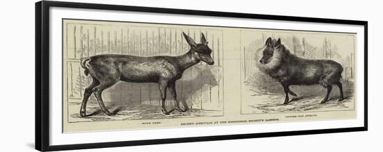 Recent Arrivals at the Zoological Society's Gardens-null-Framed Giclee Print