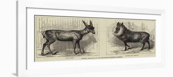 Recent Arrivals at the Zoological Society's Gardens-null-Framed Giclee Print