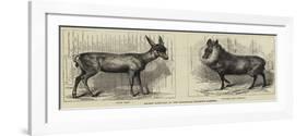 Recent Arrivals at the Zoological Society's Gardens-null-Framed Giclee Print