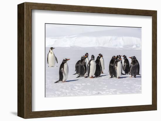 Recently Fledged Emperor Penguin (Aptenodytes Forsteri) with Gentoo Penguins (Pygoscelis Papua)-Michael Nolan-Framed Photographic Print